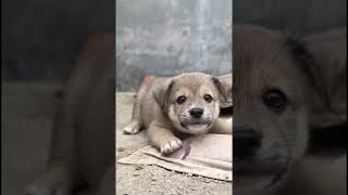 #dogs#shortsviral #views#funny#vlog#viralvideo#comedy#fun#funnycomedy#dog#ytshorts#viralvideo#puupy