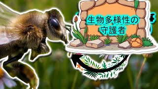 セイヨウミツバチ | 動物ドキュメンタリー