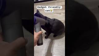 Spa day for sallu #animalshorts #catcontent #catreels #catviralvideo #pets #catfails #blackcat