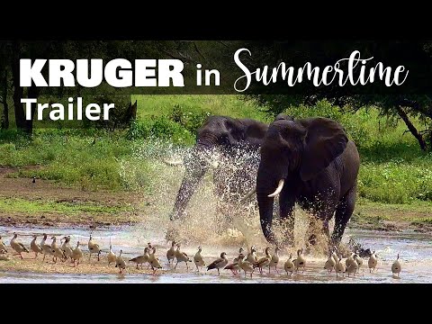 "Kruger National Park: Epic 12-Day Safari | 4-Part Series Coming Soon!"