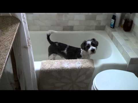 Stinker dog in a bathtub