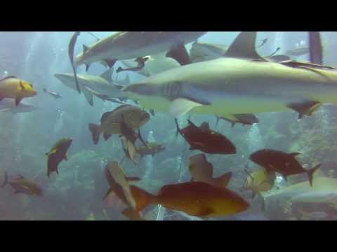 Shark Feed - 31st October 2013