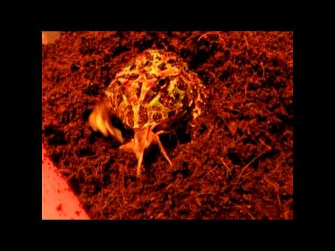 Appetite of Ornata