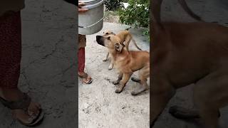 feeding🥰homeless dog 🐕 💓!! #homeless #subscribemychannel #dog #cuteanimals #streetdogs