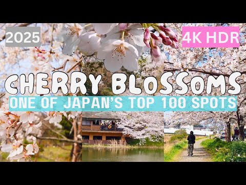 LIVING IN JAPAN 066 | Yokohama's Large Urban Oasis & One of Japan's Top 100 Cherry Blossom Spot