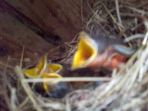 Four Baby Blue Birds in a Blue Jay Bird House 4/20