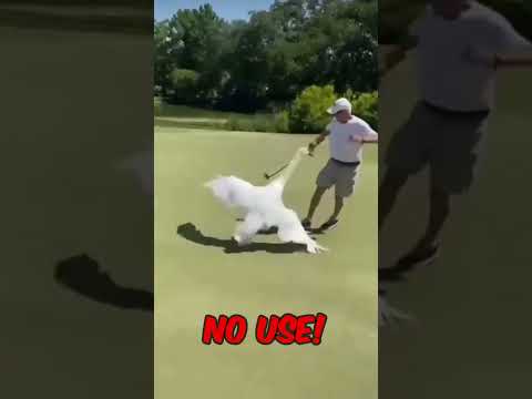 Goose Attacks Man! 🪿