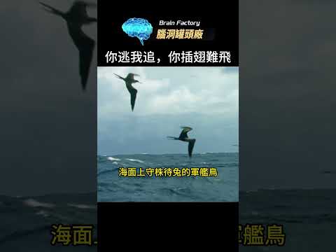 食物链底端的飞鱼，各方天敌都对它表示：你逃我追，你插翅難飛！#top10#魚類#海底世界#世界之最 #冷知识 #脑洞大开 #动物世界 #地球之最