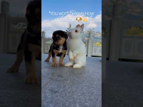 "You will Say Aww by seeing This 🥺"