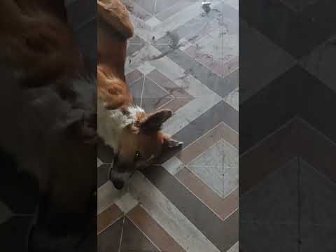 sust kutta