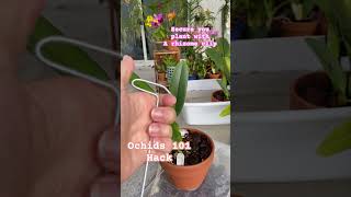 Orchid hack, 101 secure your orchid with a rhizome clip ! #orchids #orchidcare #orchidlove