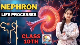 Structure & Functioning of Nephron | Class 10th | JKBOSE