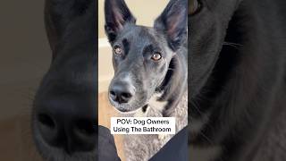 some privacy please… #dogsofyoutube