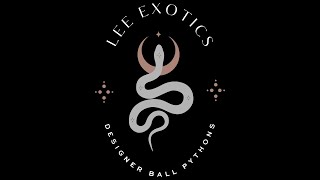 2023 Ball Python Hatchlings available on Morph Market