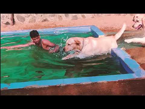 Doggy Pool Party | BamBam Loves Swimming With His Friends