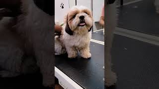 🥰🐕🐾 #artist #dog_features #dog #doglover