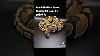 Added to our Desert Ghost project. #ballpython #royalpython #shorts
