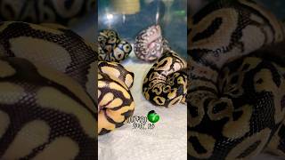 They’re all out! #molinarosnakelab #shorts #royalpython #snakeegg #ballpython #Kugelpython #reptile