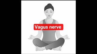 Superhighway that connects brain to many organs 🕊️😌〰️ #omchanting #om #omchant #omchants #brahmins