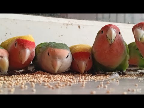 || love birds eating || loving love birds ||
