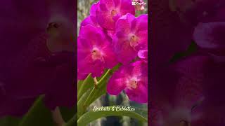 What's in bloom #orchids #orchidslover #miniorquidea #orquidias #flowers