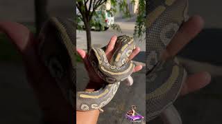 Versace glowing in the sun!! #ballpython #royalpython #snaketalk #reptiles #snake #animals #music