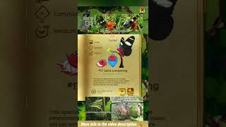 #17 Sara Longwing  - Heliconius sara (Fabricius, 1793) | Flutter: Butterfly Sanctuary