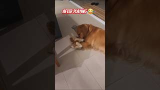 Funday #funny #doglife #dog_features #yt #goldenritriever #shortsfeed #shorts #dog