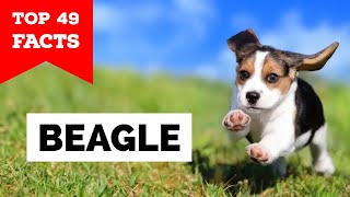 99% of Beagle Owners Don't Know This