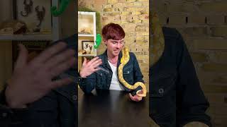 Super Dwarf Reticulated Python, the Best Pet Snake?