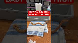How CUTE is this Baby Ball Python!?
