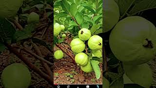 #garden #fruit #propagate_guava_tree #fruittree #gardening