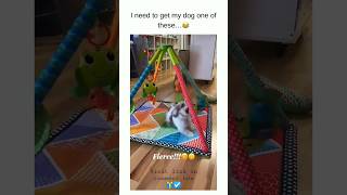 Baby Dogs Cute and Funny Dog Videos Compilation! 😆😂#puppylove #petlover #dog_features