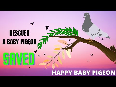 Rescued Pigeon Baby