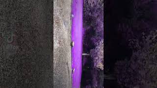 Which is your favorite #Shorts#TrendingShorts#GreenToRed#GreenToPurple#GreenToPink#GreenToBlue