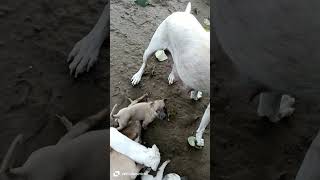 #puppies #godlovestrategies