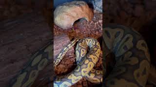 Royal python #royalpython #ballpython #snake #snakes #longsnake