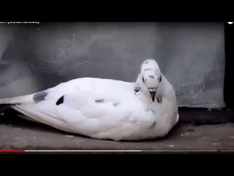 Amazing Pigeons Romance | Romantic lovestory