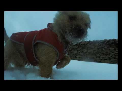 AMAZING DOGS - A British Border terrier