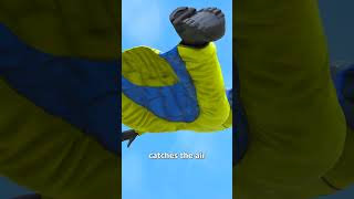 How Wingsuit Flying Works 😱