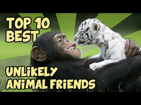 TOP 10 UNLIKELY ANIMAL FRIENDS