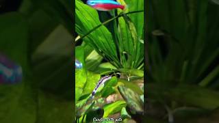 Wanna mesmerize your heart?😇 | Wonderful aquarium | planted aquarium idea #fish 🐠🐟 #design #idea