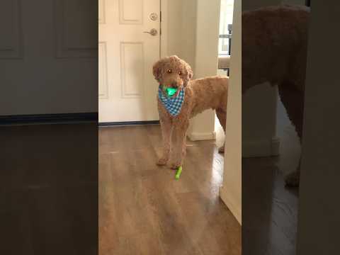 Funny Dog Video! #funnydogs #funnyshorts #funny #dog