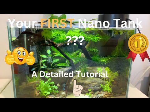 Your First Nano Tank - A Detailed & Step by Step Tutorial