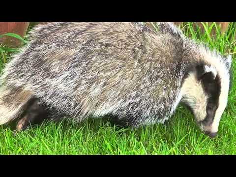 Badger in the garden