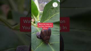 This is how much you make from starting a snail farm #semanhyiafarms #farming101 #aquaculture