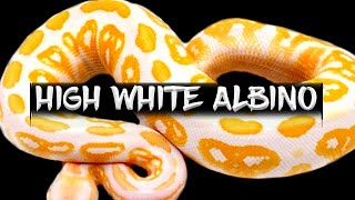 How to Make a High White Albino Ball Python
