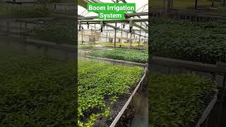 #Boom #Irrigation #System #hitech #nursery #agri #shorts #farming #agriculture #plant #garden