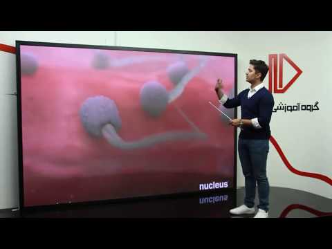 زیست یازدهم | مبحث اسپرم زایی | گروه آموزشی پرش