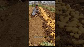 🥔 Grow POTATOES from TRASH! Zero Cost Hack